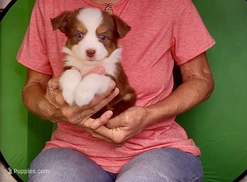 Toy Red Tri Blue Eyes Girl  – Toy Australian Shepherd puppy for sale in Quartzsite, AZ