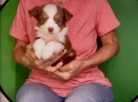 Toy Red Tri Blue Eyes Girl , a female Toy Australian Shepherd for sale in Quartzsite, AZ – 1 of 7