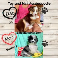 F1 Toy Mini Waffles Red Tri , a male Miniature Aussiedoodle for sale in Quartzsite, AZ – 5 of 5