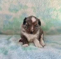 Stunning Toy Mini F1 Blue Merle, a male Aussiedoodle and Poodle - Miniature  for sale in Quartzsite, AZ – 3 of 7