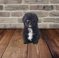 F1 Black and White Tuxedo Bi 2 Blue Eyes , a female Aussiedoodle for sale in Quartzsite, AZ – 7 of 8