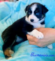 Coming Soon Toy Mini All Colors , a  Toy Australian Shepherd for sale in Quartzsite, AZ – 8 of 10