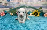 Toy Mini F1 Red Merle Parti , a female Miniature Aussiedoodle for sale in Quartzsite, AZ – 4 of 10