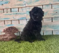 Gorgeous F1 Toy Mini Black Mesa, a female Miniature Aussiedoodle for sale in Quartzsite, AZ – 4 of 10