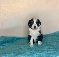 Black Tri with Blue Eyes, a female Toy Australian Shepherd for sale in Quartzsite, AZ – 3 of 5