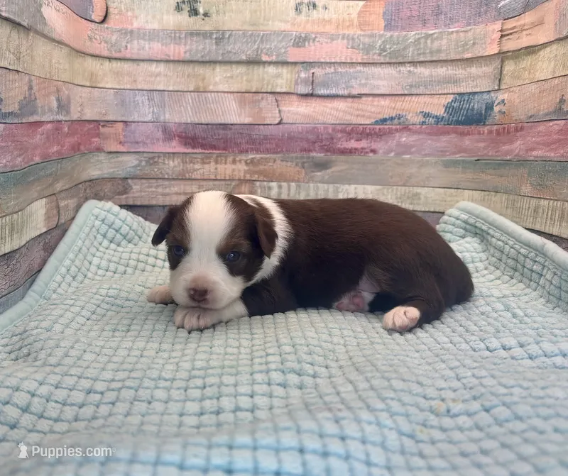 Toy Mini Red Tri Saturday – Miniature Australian Shepherd puppy for sale in Quartzsite, AZ