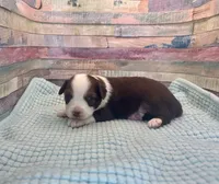 Toy Mini Red Tri Saturday, a male Miniature Australian Shepherd for sale in Quartzsite, AZ – 1 of 7