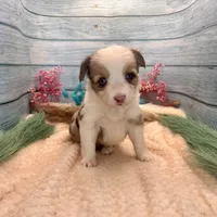 Toy Mini Butterfingers Blue Merle Blue Eyes, a female Miniature Australian Shepherd for sale in Quartzsite, AZ – 3 of 9