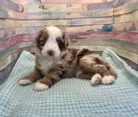F1 Red Merle , a male Aussiedoodle for sale in Quartzsite, AZ – 3 of 5