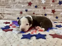 Toy Mini F1 Red and White Parti , a male Miniature Aussiedoodle for sale in Quartzsite, AZ – 7 of 9