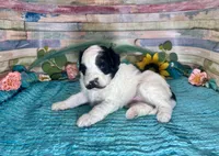 Mini F2B Black White Parti Stunning , a male Aussiedoodle for sale in Quartzsite, AZ – 2 of 10