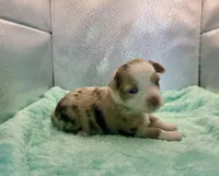 Toy Red Merle Blue Eyes, a female Toy Australian Shepherd for sale in Quartzsite, AZ – 4 of 6