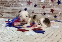 Toy Mini F1 Red Merle Parti , a female Miniature Aussiedoodle for sale in Quartzsite, AZ – 3 of 9