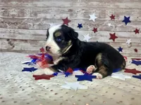 Toy Mini Beautiful Tri Sweet Tamale , a female Miniature Australian Shepherd for sale in Quartzsite, AZ – 5 of 9