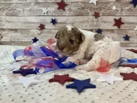 Miniature F2B Red Merle Parti, a male Aussiedoodle for sale in Quartzsite, AZ – 2 of 10
