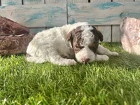 Toy Mini F2B Red Tri Parti, a male Poodle - Miniature  and Miniature Aussiedoodle for sale in Quartzsite, AZ – 7 of 7