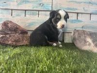 Toy Mini Tri Sweet Tamale , a female Toy Australian Shepherd for sale in Quartzsite, AZ – 2 of 9