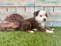 Handsome Toy Red Tri Blue Eyes, a male Toy Australian Shepherd for sale in Quartzsite, AZ – 5 of 10