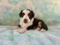 Toy Mini F1 Chocolate Red Tri Tuxedo Handsome, a male Aussiedoodle and Poodle - Miniature  for sale in Quartzsite, AZ – 2 of 7