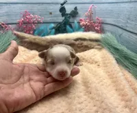Toy Mini Red Merle Sunday , a female Miniature Australian Shepherd for sale in Quartzsite, AZ – 4 of 5