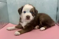 Toy Mini Red Tri Baby Boy Blue Eyes, a male Miniature Australian Shepherd for sale in Quartzsite, AZ – 8 of 8