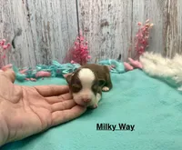 Toy Mini Red Tri Milky Way, a female Miniature Australian Shepherd for sale in Quartzsite, AZ – 3 of 5