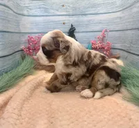 Toy Mini F1 Red Merle Phoenix , a male Miniature Aussiedoodle for sale in Quartzsite, AZ – 9 of 9
