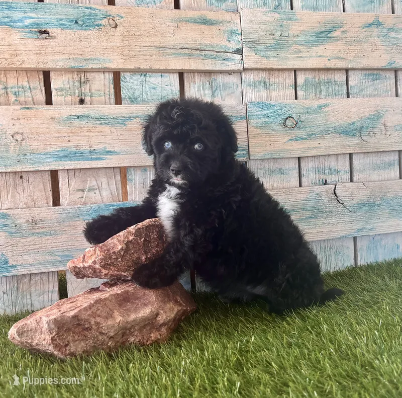 Toy Mini F1 Tuxedo Bi Tempe Blue Eyes – Miniature Aussiedoodle puppy for sale in Quartzsite, AZ