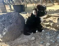F1 Black and White Tuxedo Bi, a male Aussiedoodle for sale in Quartzsite, AZ – 5 of 6