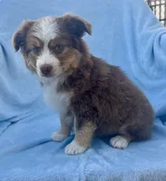 Toy Mini Red Tri Hazel Eyes Entines , a female Miniature Australian Shepherd for sale in Quartzsite, AZ – Photo 2 of 7