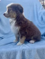 Toy Mini Red Tri Hazel Eyes Entines , a female Miniature Australian Shepherd for sale in Quartzsite, AZ – Photo 4 of 7