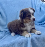 Toy Mini Red Tri Hazel Eyes Entines , a female Miniature Australian Shepherd for sale in Quartzsite, AZ – Photo 3 of 7