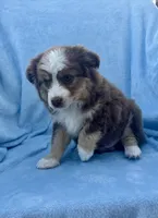 Toy Mini Red Tri Hazel Eyes Entines , a female Miniature Australian Shepherd for sale in Quartzsite, AZ – Photo 6 of 7