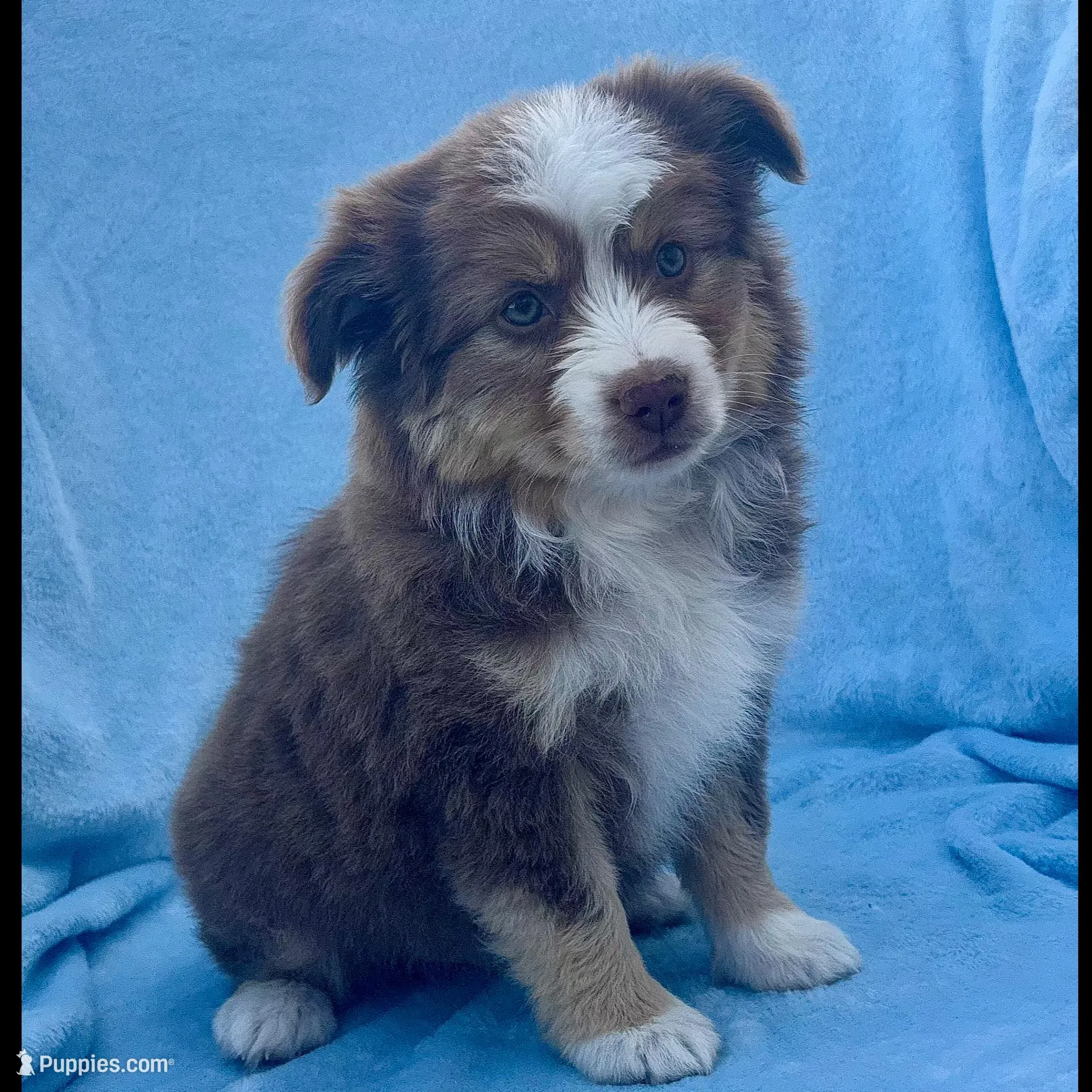 Toy Mini Red Tri Hazel Eyes Entines , a female Miniature Australian Shepherd for sale in Quartzsite, AZ – Photo 1 of 7