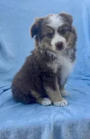 Toy Mini Red Tri Hazel Eyes Entines , a female Miniature Australian Shepherd for sale in Quartzsite, AZ – Photo 5 of 7