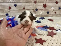 F2B Mini Red Tri Parti , a male Aussiedoodle for sale in Quartzsite, AZ – 3 of 10