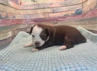 Toy Mini Red Tri Baby Boy Friday, a male Miniature Australian Shepherd for sale in Quartzsite, AZ – 5 of 7