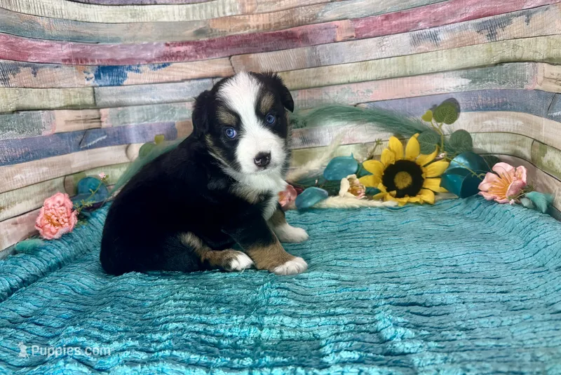 Toy Mini Gorgeous Tri Sweet Tamale  – Miniature Australian Shepherd puppy for sale in Quartzsite, AZ