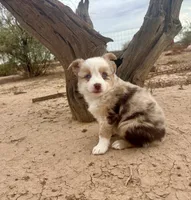 Toy Mini Blue Eyes Beautiful Red Merle , a female Miniature Australian Shepherd for sale in Quartzsite, AZ – 8 of 9