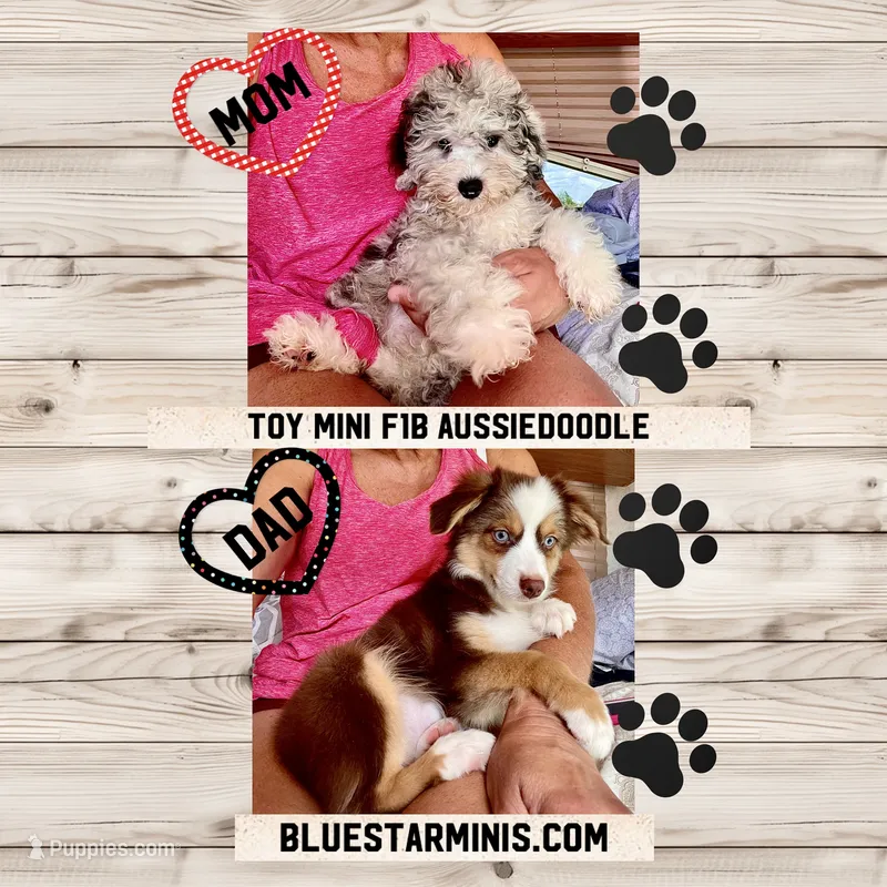 Toy Mini Aussiedoodle F1 Coming Soon All Colors – Miniature Aussiedoodle puppy for sale in Quartzsite, AZ