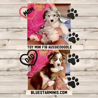 Toy Mini Aussiedoodle F1 Coming Soon All Colors, a  Miniature Aussiedoodle for sale in Quartzsite, AZ – 1 of 10