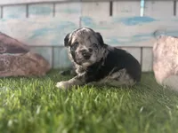 Toy Mini F2B Blue Merle , a female Poodle - Miniature  and Miniature Aussiedoodle for sale in Quartzsite, AZ – 2 of 6
