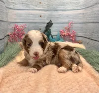 Toy Mini F1 Red Merle Phoenix , a male Miniature Aussiedoodle for sale in Quartzsite, AZ – 4 of 9