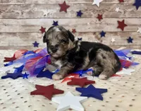 F2B Miniature Blue Merle Gorgeous , a female Aussiedoodle for sale in Quartzsite, AZ – 4 of 10