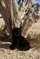 F1 Toy Mini Beautiful Black , a female Aussiedoodle for sale in Quartzsite, AZ – 7 of 7