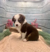 Toy Mini Red Tri Blue Eyes Milky Way, a female Miniature Australian Shepherd for sale in Quartzsite, AZ – 10 of 10