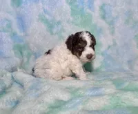 Toy Mini F2B Red Phantom Tri Parti , a male Poodle - Miniature  and Miniature Aussiedoodle for sale in Quartzsite, AZ – 2 of 7