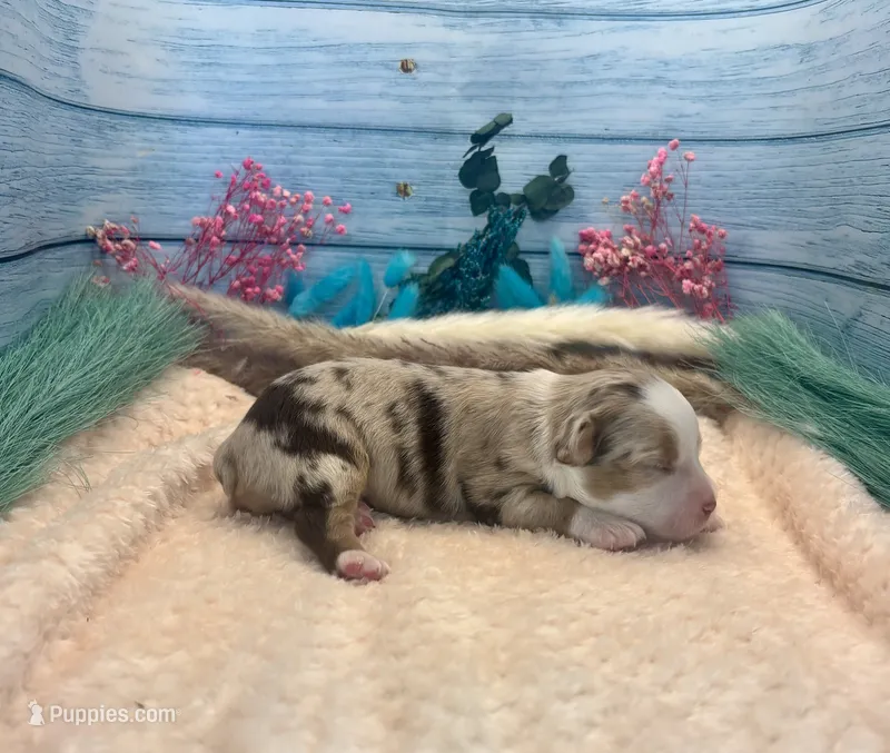 Toy Mini Red Merle Sunday  – Miniature Australian Shepherd puppy for sale in Quartzsite, AZ