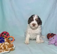 Mini F2B Red Chocolate Parti Tri , a male Aussiedoodle for sale in Quartzsite, AZ – 3 of 7