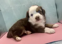 Toy Mini Red Tri Baby Boy Blue Eyes, a male Miniature Australian Shepherd for sale in Quartzsite, AZ – 7 of 8